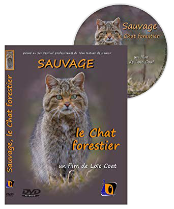 Lyncee productions - Sauvage, le chat forestier